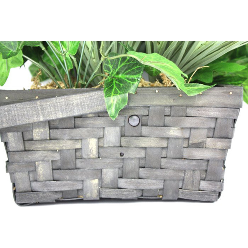 Xtreme Life 4K Plant Camera DVR