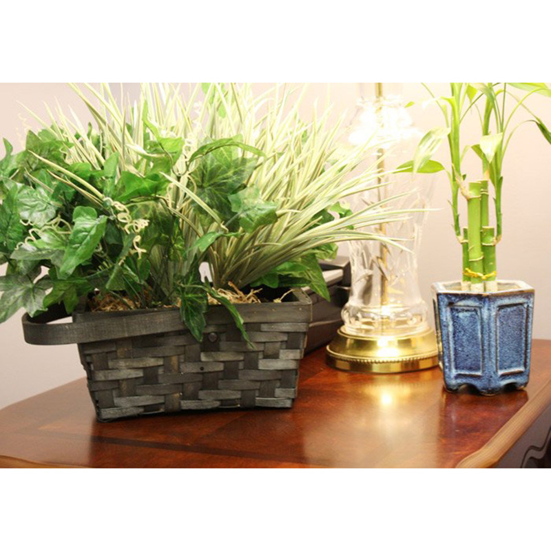 Xtreme Life 4K Plant Camera DVR